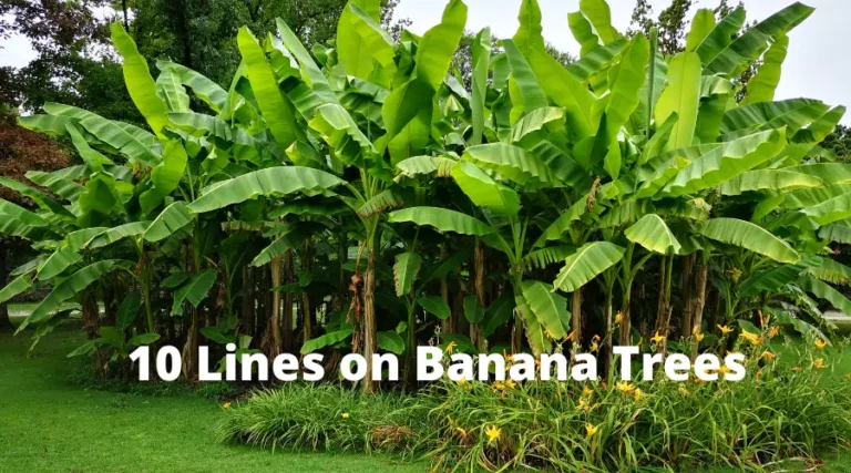 This is about: 10 lines on Banana trees