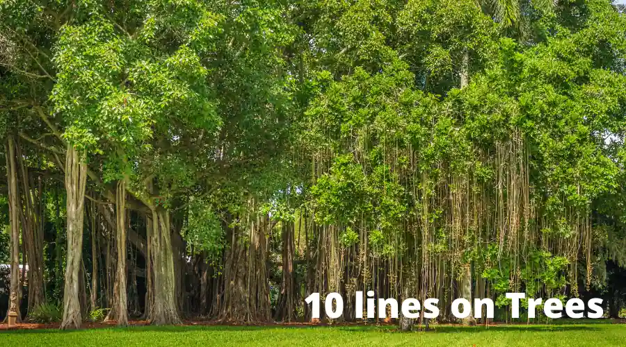 10 lines on Tree