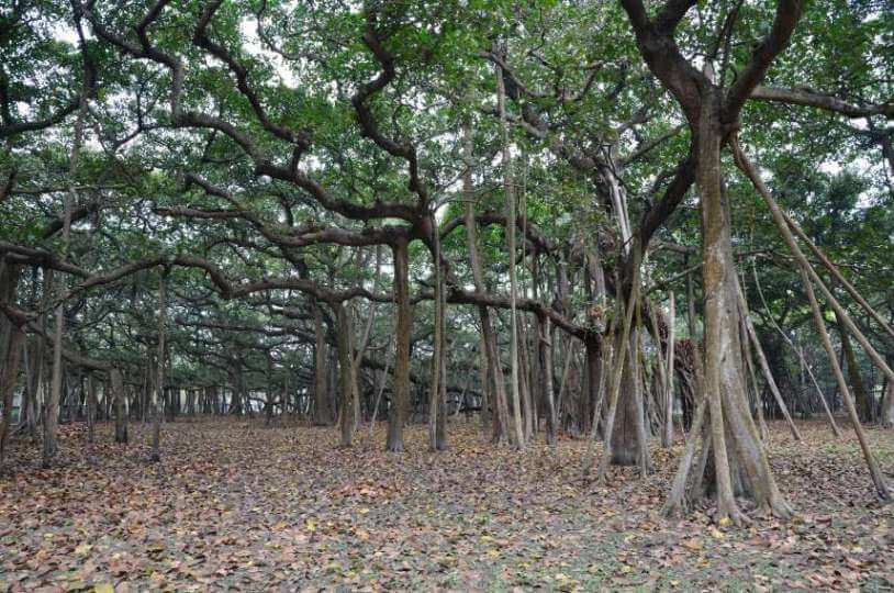 Image of The Great Banyan Tree in the Botanical Garden, Shibpur, Howrah