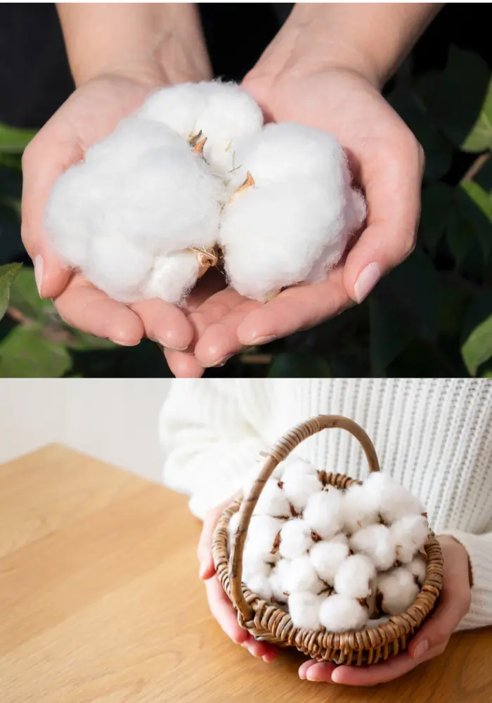 Image of cotton
