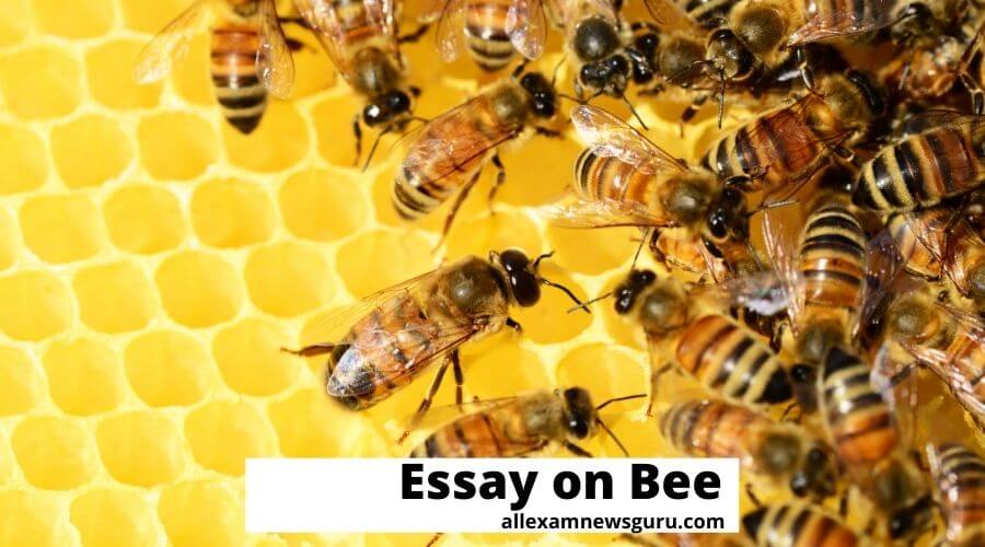 This shows essay on Bees
