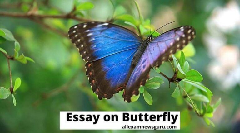 This shows: essay-on-butterfly