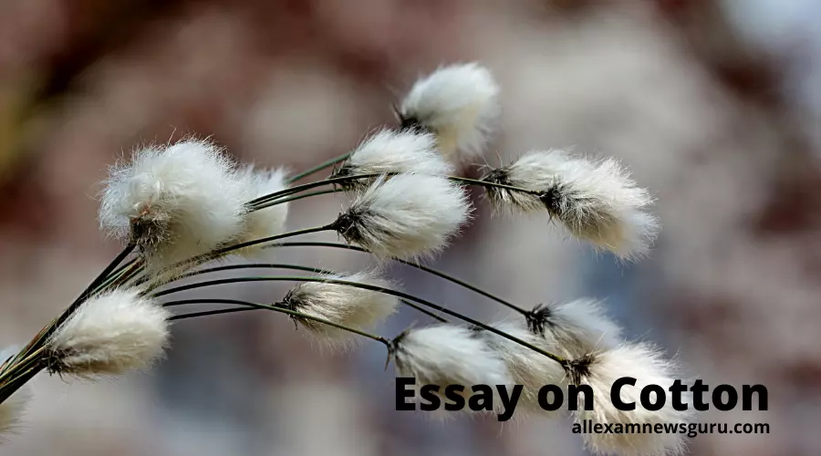 This is about: essay on cotton