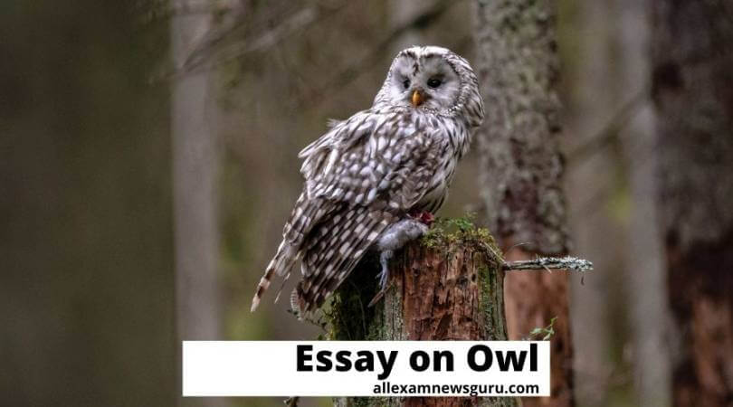 This shows: essay on owl
