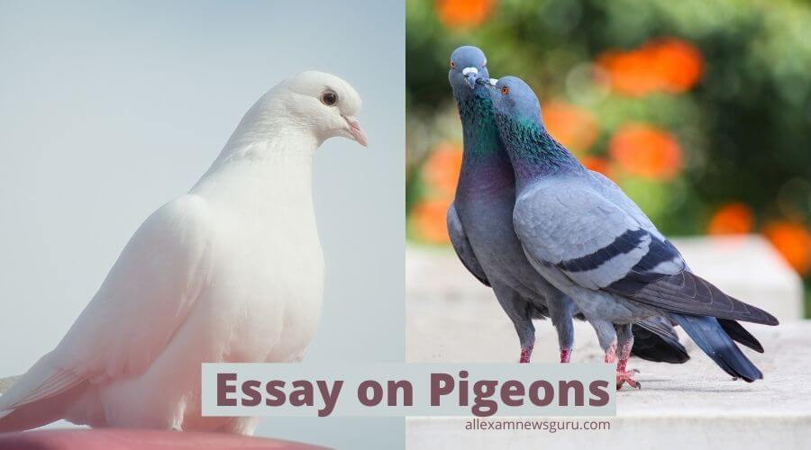 This shows: essay on pigeons