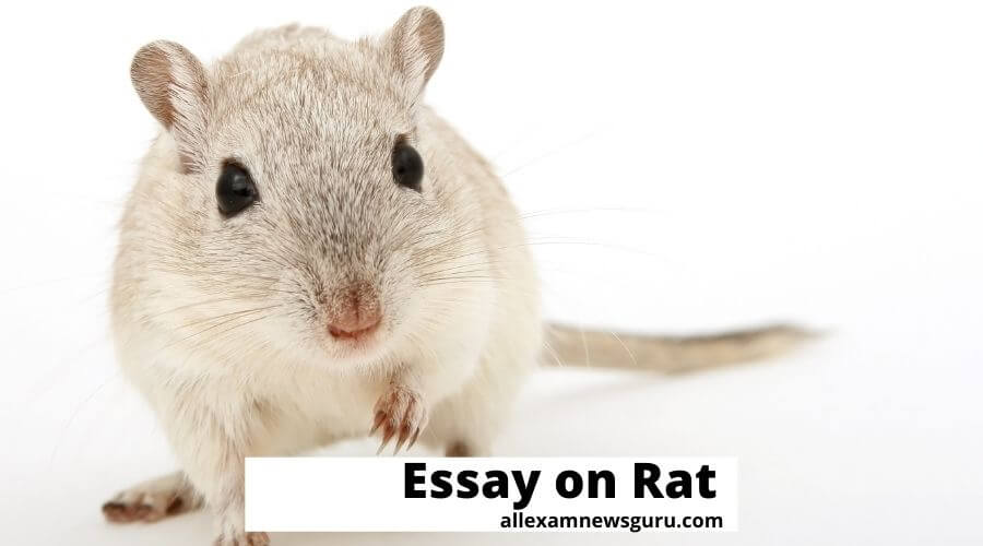 This shows: essay on rat