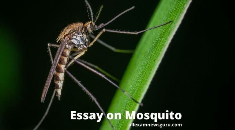 This shows: Mosquito essay