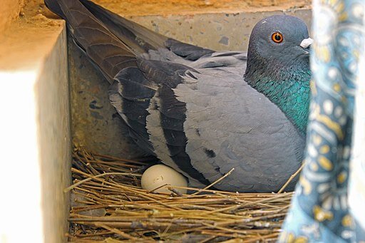 pigeon sitting on eggs