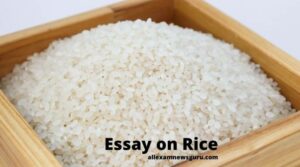 This shows: Rice Essay