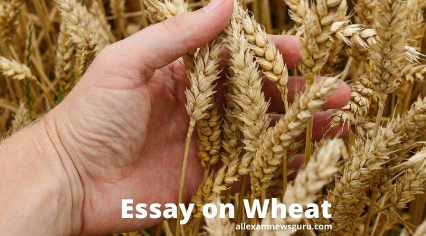 This shows: Wheat Essay
